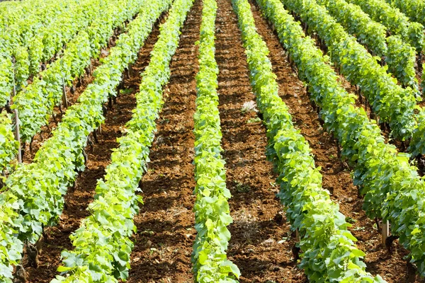 Vineyards in Burgundy — Stock Photo, Image
