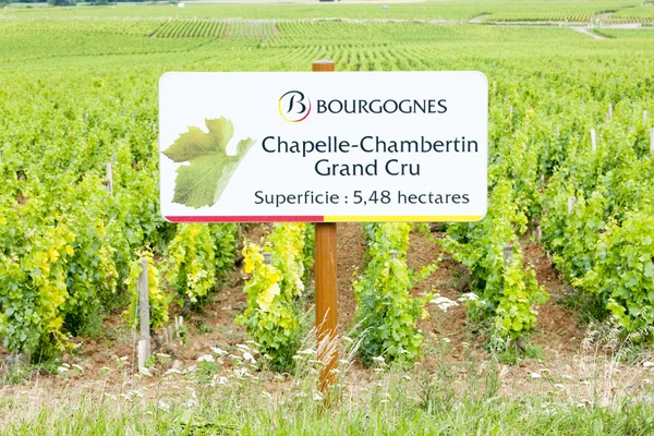 Burgundy üzüm bağları — Stok fotoğraf