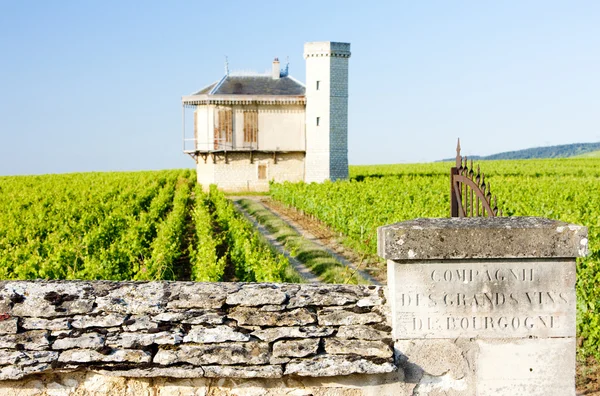 Vingårdar i Bourgogne, Frankrike — Stockfoto