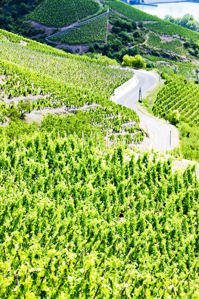 Vignobles Grand Cru, Côte Rotie, Rhône-Alpes, France — Photo