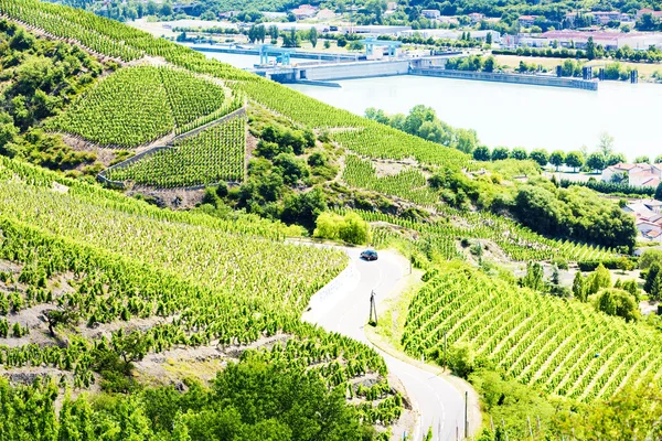 Grand cru vineyards near Ampuis, France — Stock Photo, Image