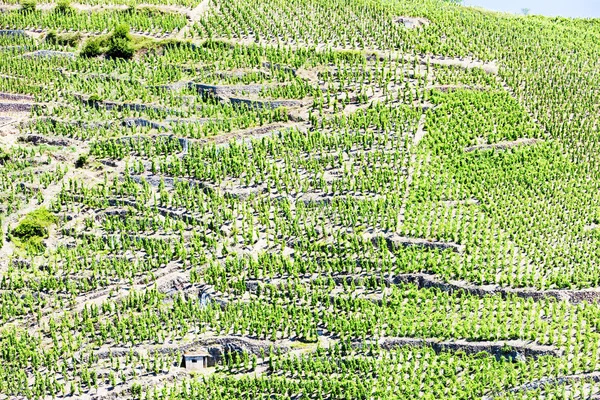 Grand cru vingårdar, cote rotie, rhone-alpes, Frankrike — Stockfoto