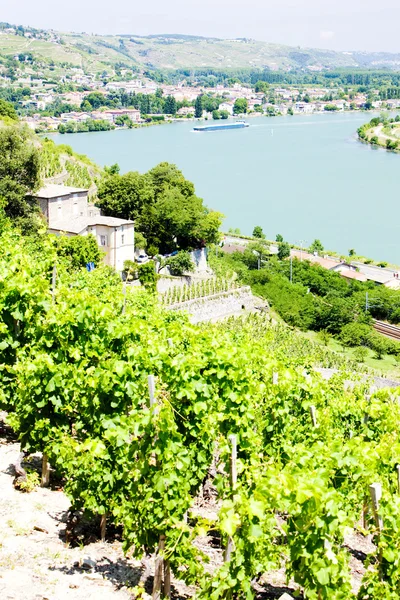 Виноградник Chateau Grillet, Рона Альпи, Франція — стокове фото