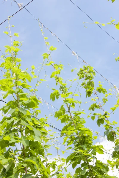 stock image Hops garden