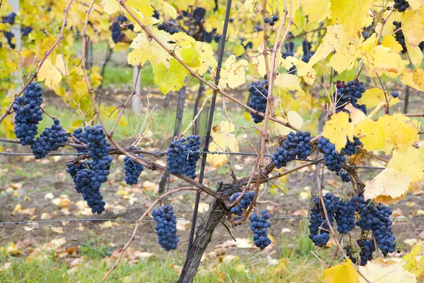 stock image Grapevines in vineyard