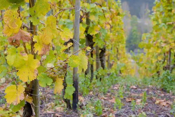 Виноградники недалеко от Поммерна — стоковое фото