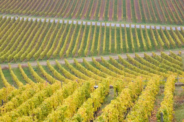 Wijngaard in Duitsland — Stockfoto