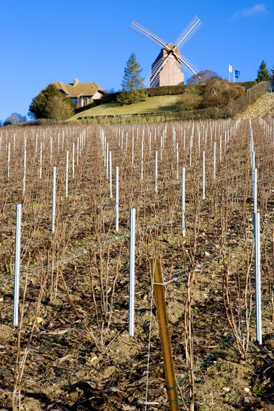 Väderkvarn och vingård nära verzenay — Stockfoto