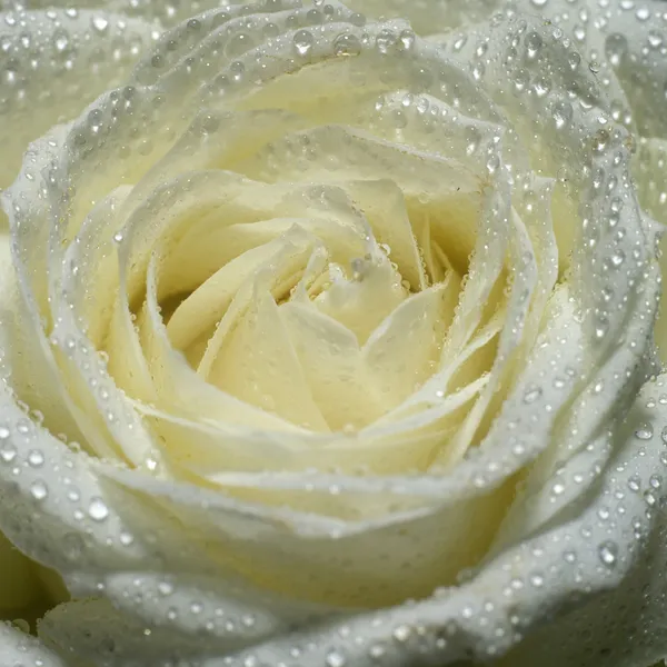 Biała Róża Zdjęcie Stockowe