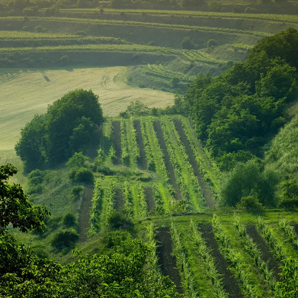 チェコ共和国のブドウ園 — ストック写真