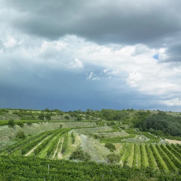 stock image Vineyard in Czech Republic