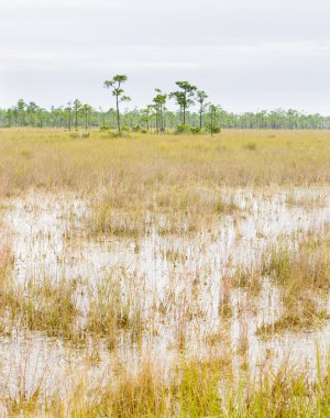 Everglades Ulusal Parkı, Florida, ABD