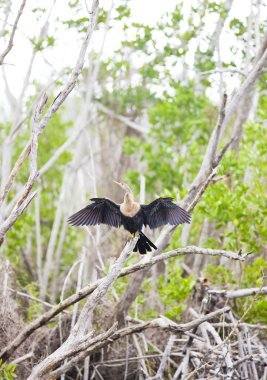 everglades ulusal park, florida, ABD faunası