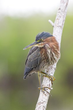 Fauna of Everglades National Park, Florida, USA clipart