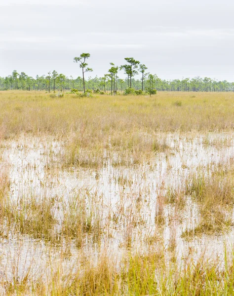 Everglades National Park, Florida, EE.UU. — Foto de Stock