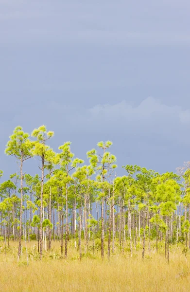 Everglades National Park, Florida, EE.UU. — Foto de Stock