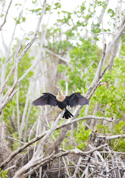 动物区系的大沼泽地国家公园，佛罗里达州，美国 — 图库照片