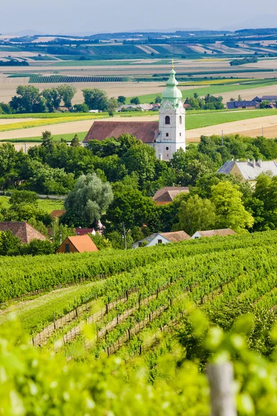Виноградники, Южная Моравия, Чехия — стоковое фото