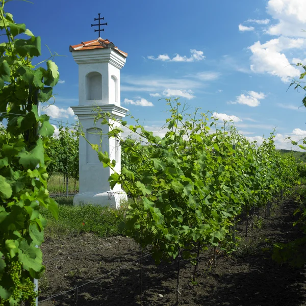 Winnicy w pobliżu perna, Republika Czeska — Zdjęcie stockowe