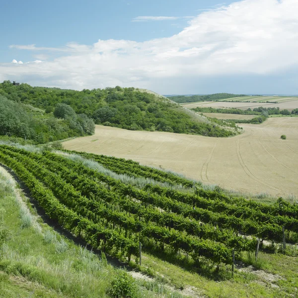 チェコ共和国のブドウ畑 — ストック写真