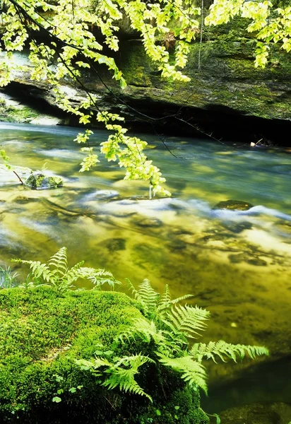 Kamenice 川、ceskosaske svycarsko、チェコ共和国 — ストック写真