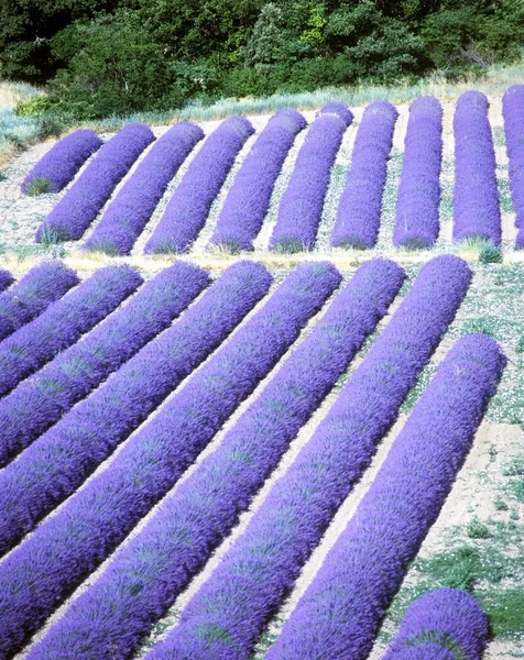 Lavendelveld, Provence, Frankrijk — Stockfoto