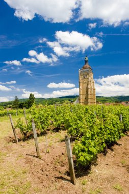 Vineyard at Arbois, France clipart