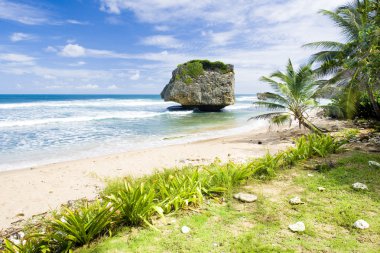 Bathsheba, Eastern coast of Barbados, Caribbean clipart