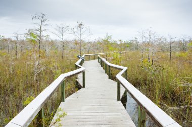 Everglades National Park, Florida, USA clipart