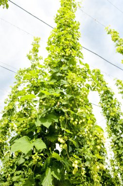 Hops garden clipart