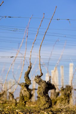 pouilly-fuisse Vineyards