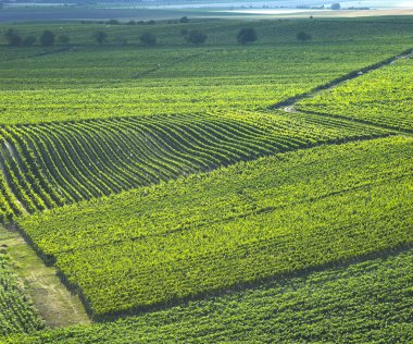 Vineyards in Velke Bilovice region, Czech Republic clipart