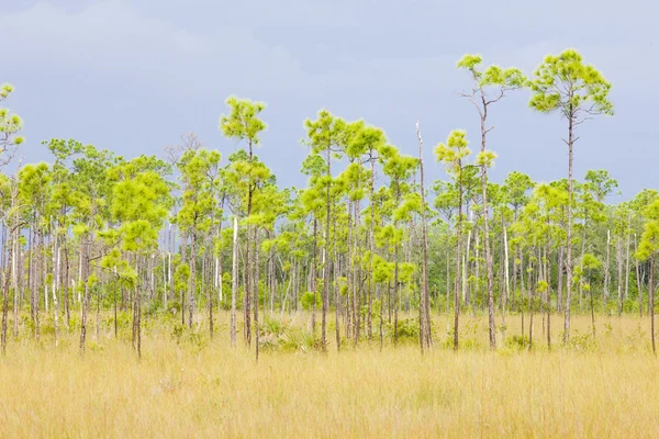 Εθνικό Πάρκο Everglades, Φλόριντα, ΗΠΑ — Φωτογραφία Αρχείου