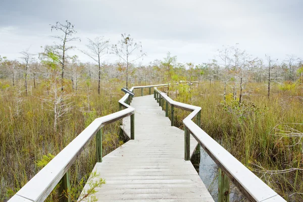 Everglades National Park, Florida, Stati Uniti d'America — Foto Stock