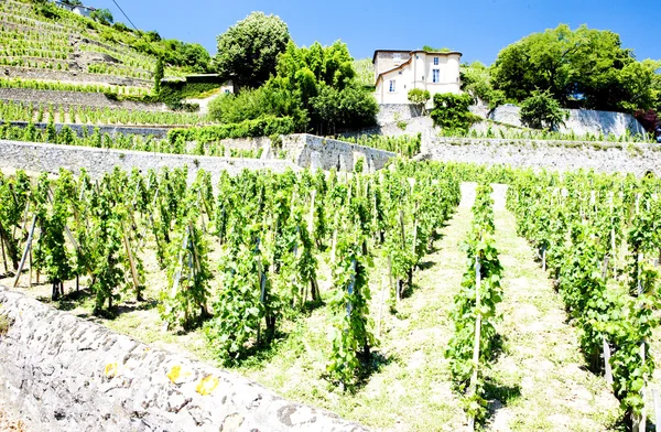 Viñedo de Chateau Grillet, Rhone-Alpes, Francia — Foto de Stock