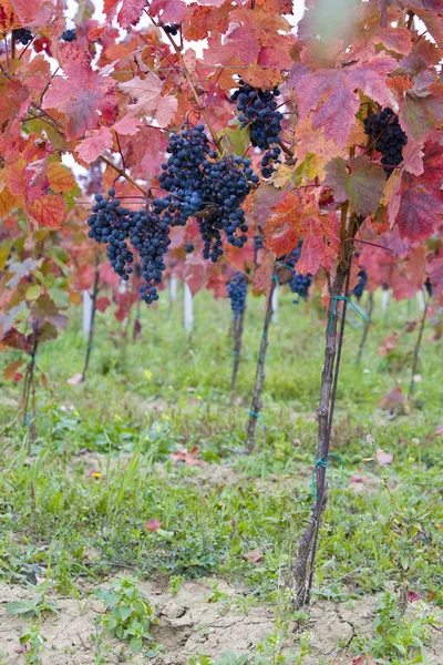 Vineyard, Czech Republic — Stock Photo, Image