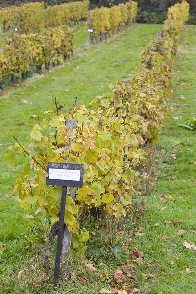 Vineyard, Germany — Stockfoto