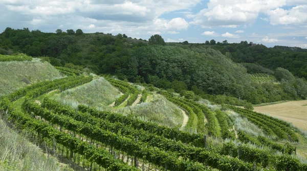 stock image Vineyards, Czech Republic