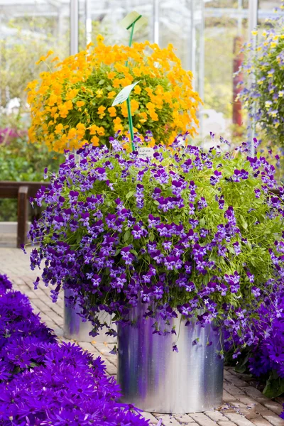Flower bouquets, Keukenhof Gardens, Lisse, Netherlands — Stock Photo, Image