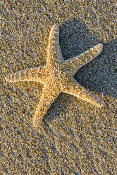 Starfish in the sand — Stock Photo, Image