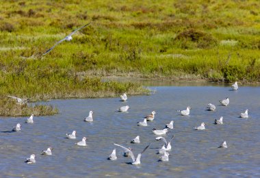 martılar, Parc Regional de Camargue, Provence, Fransa