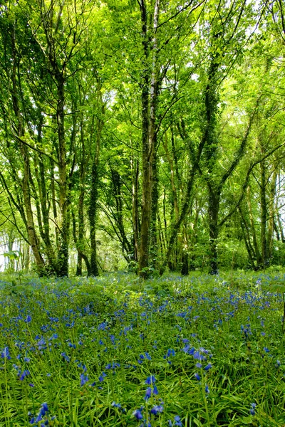 Wald, Bretagne, Frankreich — Stockfoto