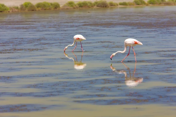 Flamingos, Parc Regional de Camargue, Provence, França — Fotografia de Stock
