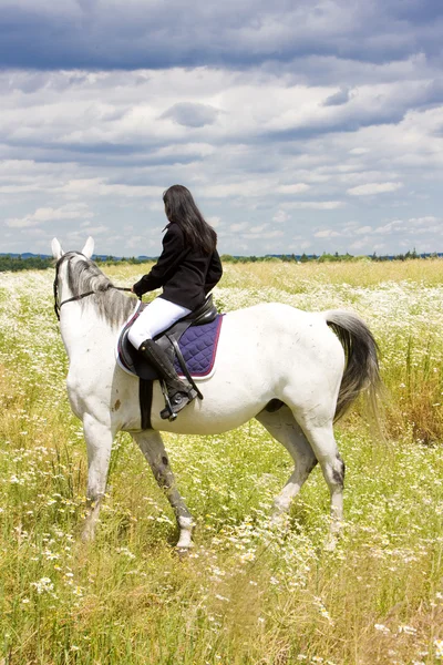 말을 타고 승마 — 스톡 사진