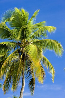 palmiye ağacı'nın detay, tobago