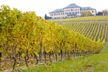 Johannisberg Castle with vineyard, Hessen, Germany clipart