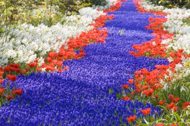 Keukenhof bahçeleri