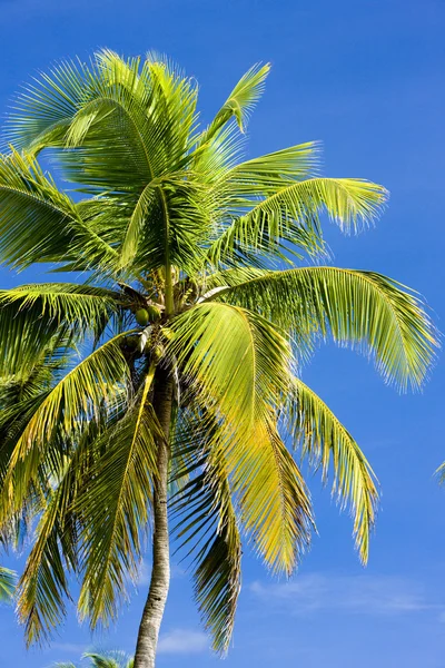 棕榈树的细节，多巴哥 — 图库照片