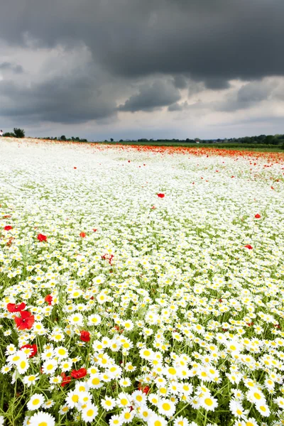 Blühende Sommerwiese — Stockfoto