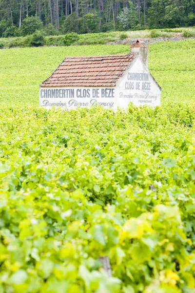 Виноградники возле Жевре-Чембертена, Кот-де-Нуит, Бургундия, Франк — стоковое фото